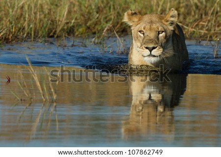 Lion wading through river