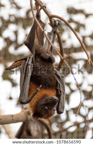 Picture of a flying fox