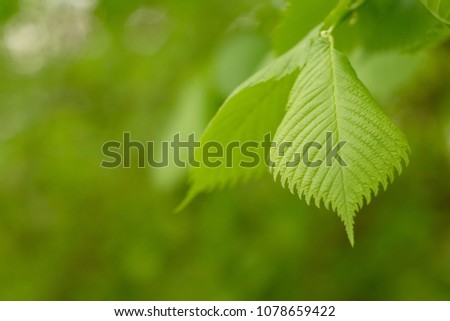 beautiful leaves in spring natural background
