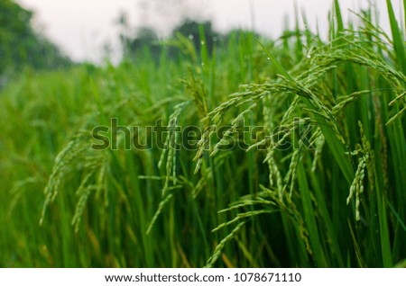 thai aromatic rice field 