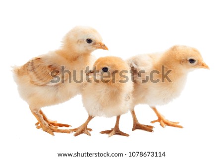 three small newborn chicken isolated