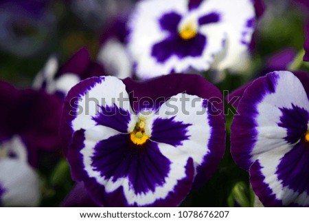 Floral background with flowers pansies close-up