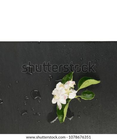 Beautiful early spring garden flower background with blossoming light pink apple flowers flat lay and top view. Creative black paper card