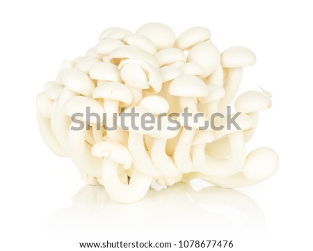 White beech mushrooms Shimeji group isolated on white background
