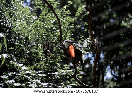 A curious toucan sunbathing in the Bird park in the national park of iguacu.