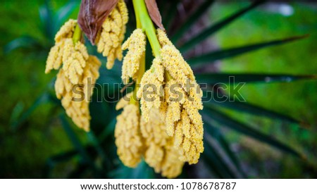 Yellow palm tree brush on a green background.