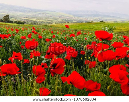 red poppies in Morocco, beautiful nature in Morocco Royalty-Free Stock Photo #1078682804