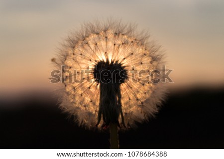 Closeup photo of a dandelion and the setting sun