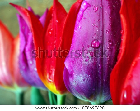 colorful tulips in drops of dew close up. colors of a rainbow, natural background 