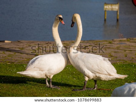 Wild Swan in Baiter Park, Poole, Dorset