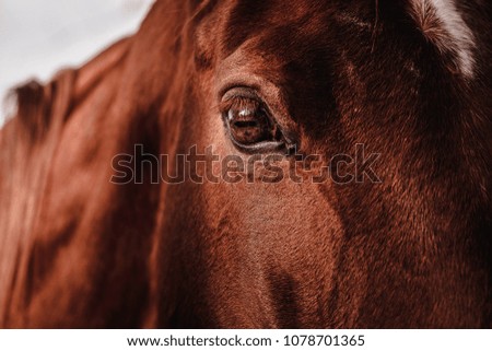 horse looking in camera