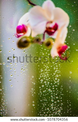 White orchid against the window ,drops of water