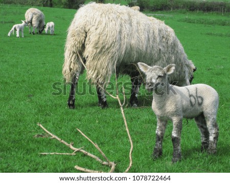 Newborn lamb gazing into distance, almost smiling, other sheep & lambs in background 
