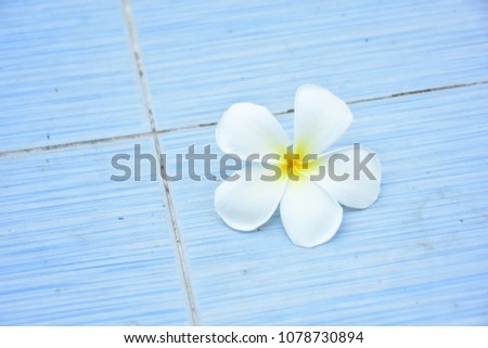 White flower photo