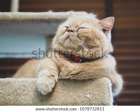 Cat sleeping on the box cat