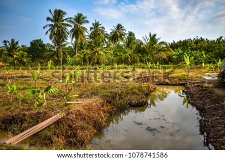 Coconut plants growing in a farm in Phoenix Island ("Con Phung"), Vietnam