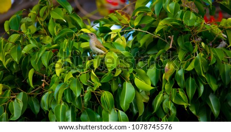 A  small Australian brown Honeyeater family Meliphagidae  is perching camouflaged  in a green leaved tree  on a cloudy afternoon in late spring is a delightful  little bird.