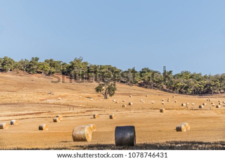 Hay and straw bales in the end of summer. Western Australia.