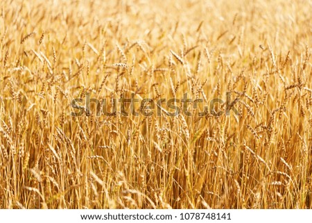 Ears of wheat field. Rural field landscape. Picturesque scenery. Rich harvest concept.