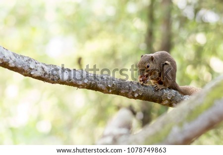 horizontal cropped Colored photo of a asian squirrel while eating its food on a tree branch with green nature blurry background in a park in singapore