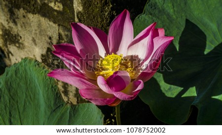 Lotus flower that blooms beautifully