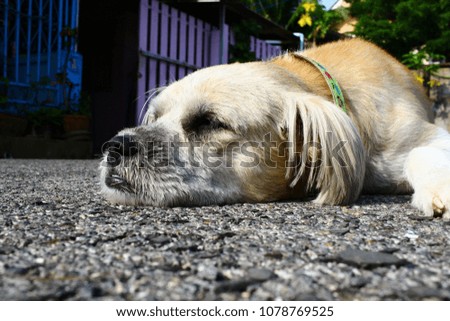Sad dog to sleep on the street in the morning.