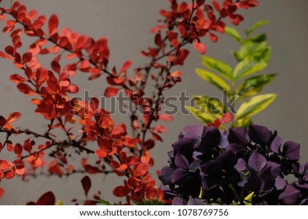Colorful plants on background
