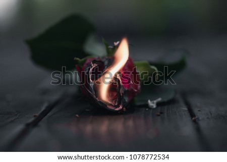 A beautiful burning rose on a wooden table