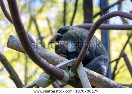 De Brazza's monkey over trees, Africa