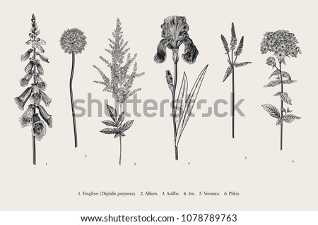 Set garden flowers. Classical botanical illustration. Foxglove, Allium, Astilbe, Iris, Veronica, Phlox. Black and white Royalty-Free Stock Photo #1078789763