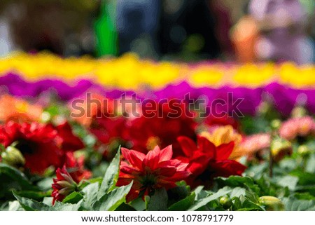 Close-up image of beautiful red flower blooming in spring time with flowers background. Taken in Victoria Park, Hong Kong.