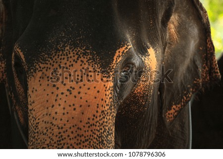 Indian or asian elephant of thailand