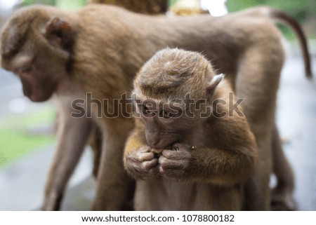 the monkey eats a nut