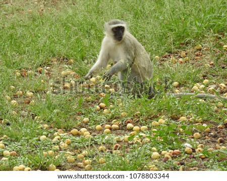 Monkey sitting on the ground.