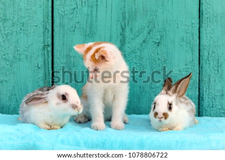 Kitten and two rabbits on blue background. Cute picture of baby pets