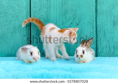 Kitten and two rabbits on blue background. Cute picture of baby pets