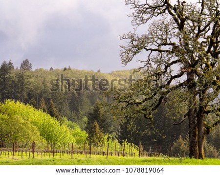 A leafless oak tree fronts a spring scene of fresh leaves, green grass, vineyard and oak forest in Oregon.