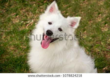 closeup white american eskimo dog is smiling Royalty-Free Stock Photo #1078824218