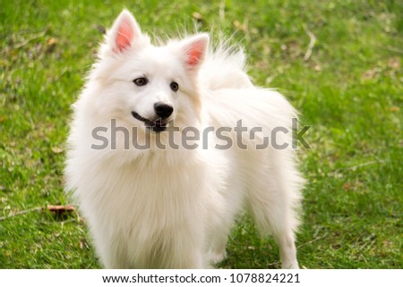 closeup white american eskimo dog standing Royalty-Free Stock Photo #1078824221