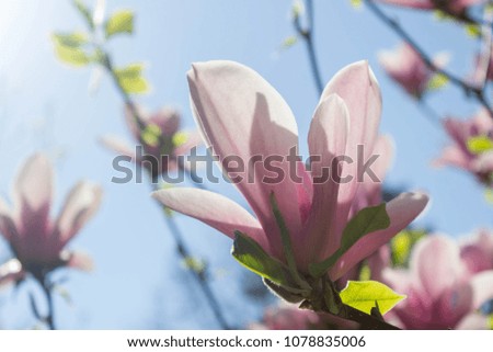Beautiful magnolia flowers background. Floral spring background. Magnolia tree in bloom on a spring warm and sunny afternoon. Soft view.