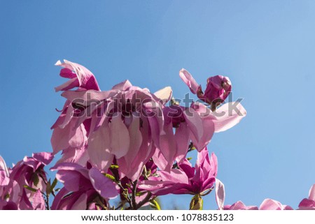 Beautiful magnolia flowers background. Floral spring background. Magnolia tree in bloom on a spring warm and sunny afternoon. Against blue sky.