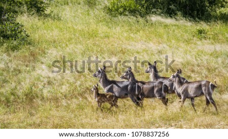 Common waterbuck in Kruger national park, South Africa ; Specie Kobus ellipsiprymnus family of Kobus ellipsiprymnus