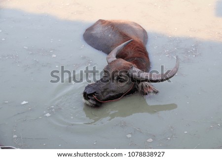 Thai buffalo on the water, it take a bath to cool off. It is a large black domesticated buffalo with heavy swept-back horns, used as a beast of burden throughout the tropics.