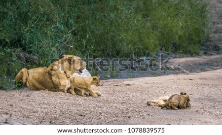African lion in Kruger national park, South Africa ; Specie Panthera leo family of Felidae