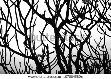 Crop shot Black and white silhouette picture of tree branches for natural concept wallpaper.
