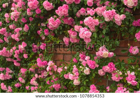 Full bloom of Pretty Pale Pink Climbing Roses background. Beautiful Sweet Rambling Rose Flower (Rosa Super Fairy, Mannington Mauve Rambler) pattern in Uminonakamichi garden ,Fukuoka , kyushu ,Japan. Royalty-Free Stock Photo #1078854353