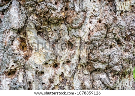 Background of conifer tree bark. Subcortical insects. Natural theme.