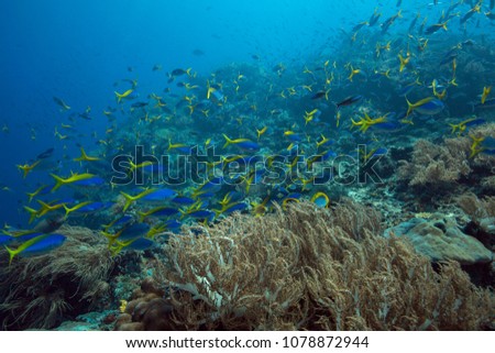 Riot of underwater life. Diversity of form,  fabulous colors of soft corals and colorful school of fishes. Picture was taken in the Ceram sea, Raja Ampat, West Papua, Indonesia
