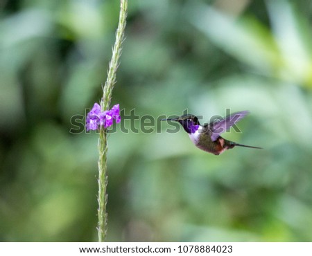  Purple throated Woodstar
