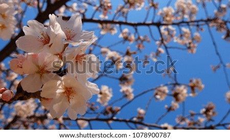 Cherry blossom in Japan, Osaka